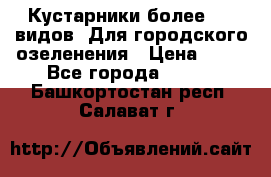 Кустарники более 100 видов. Для городского озеленения › Цена ­ 70 - Все города  »    . Башкортостан респ.,Салават г.